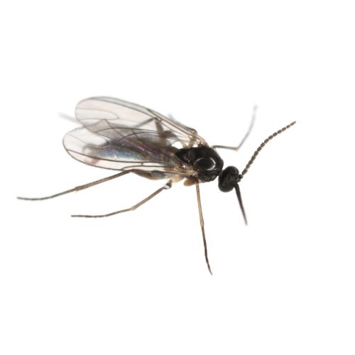 Biting Gnats Spraying Image