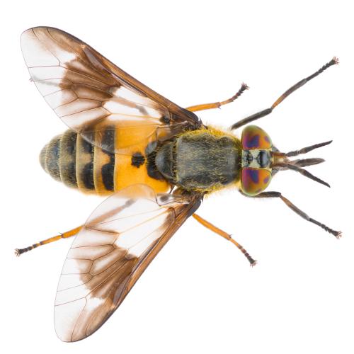 Deer Flies and Horse Flies Spraying Image